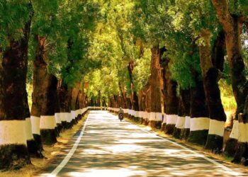 Provavelmente, a estrada mais bonita do Alentejo
