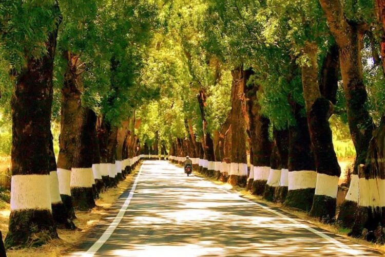 Provavelmente, a estrada mais bonita do Alentejo