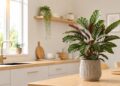 Como cuidar da Calathea: a planta que dança com a luz e transforma qualquer interior