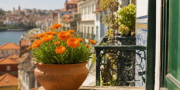 As melhores flores para principiantes: bonitas, resistentes e quase indestrutíveis