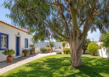 5 árvores que nunca deve plantar perto de casa (e o que escolher em alternativa)
