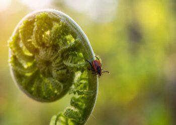 O feto: a planta decorativa que pode estar a atrair carraças para o seu jardim