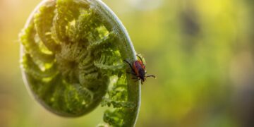 O feto: a planta decorativa que pode estar a atrair carraças para o seu jardim