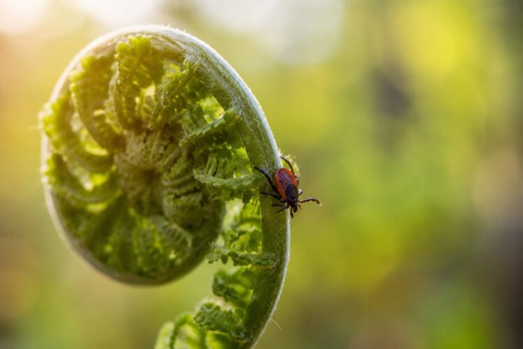 O feto: a planta decorativa que pode estar a atrair carraças para o seu jardim