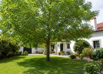 Cinco árvores de crescimento rápido para ter sombra no jardim em poucos anos