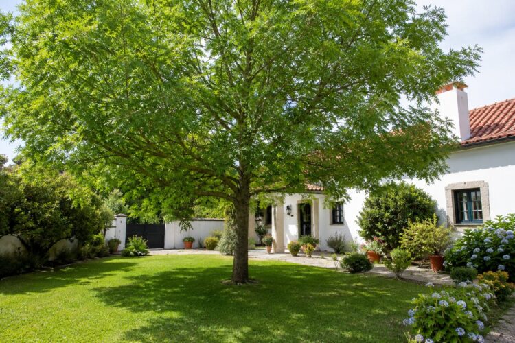 Cinco árvores de crescimento rápido para ter sombra no jardim em poucos anos