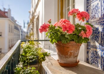 Flores para quem esquece de regar: as melhores plantas resistentes para varandas e jardins