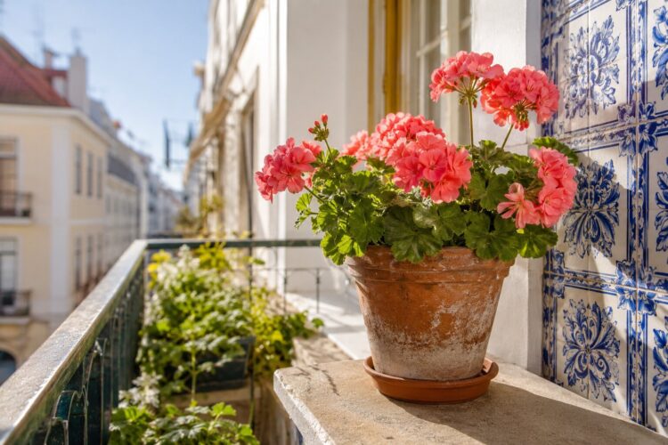 Flores para quem esquece de regar: as melhores plantas resistentes para varandas e jardins