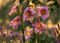 Plantas grátis para sempre: 7 espécies que se multiplicam sozinhas no jardim