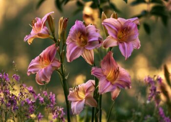 Plantas grátis para sempre: 7 espécies que se multiplicam sozinhas no jardim