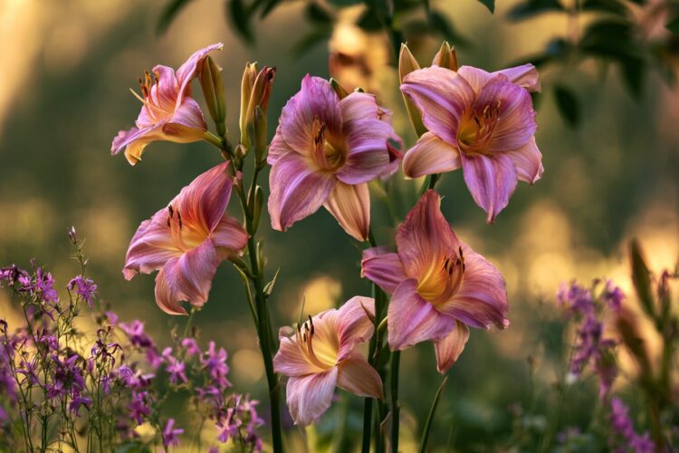 Plantas grátis para sempre: 7 espécies que se multiplicam sozinhas no jardim