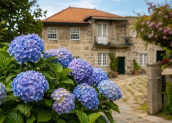 Hortênsias: porque os jardineiros aconselham cada vez mais a repensar esta escolha