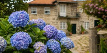 Hortênsias: porque os jardineiros aconselham cada vez mais a repensar esta escolha