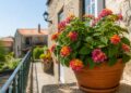 5 plantas de exterior com flores durante todo o ano