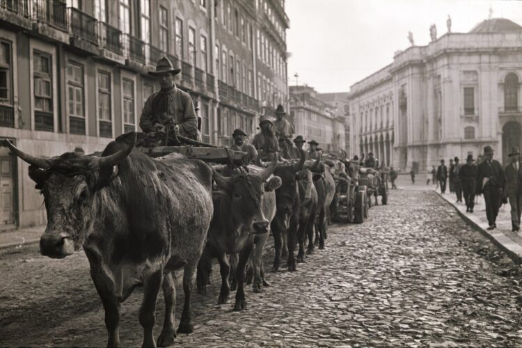 Lisboa em 1925: quando 500 bois bravos marcharam pelas ruas da capital