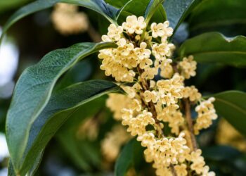 A árvore mais perfumada do mundo: como cultivá-la em vaso e transformar a sua varanda