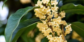 A árvore mais perfumada do mundo: como cultivá-la em vaso e transformar a sua varanda