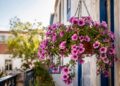 7 plantas pendentes de exterior para transformar a sua varanda num refúgio verde