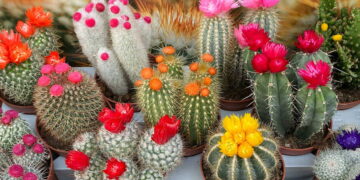 Como evitar que os seus cactos apodreçam: os erros que está a cometer sem saber