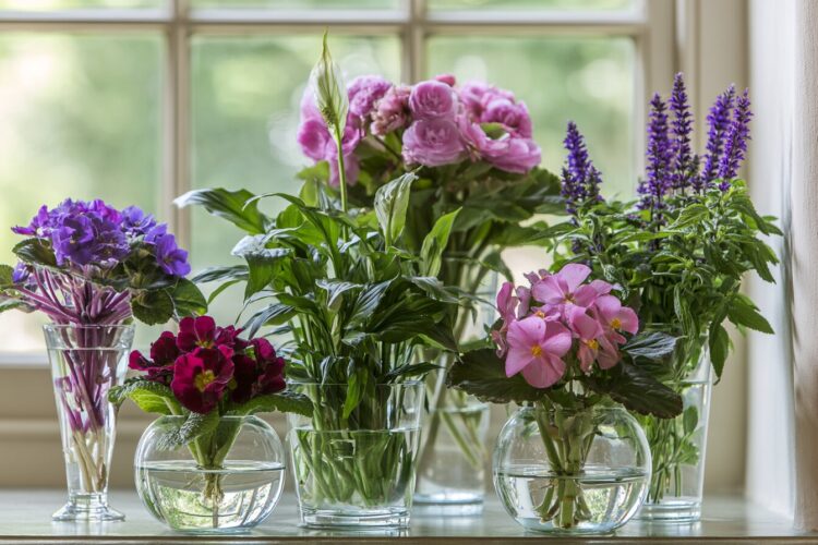 6 plantas que florescem na água e transformam qualquer canto da casa