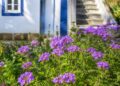 Plantas que adoram o sol: as melhores escolhas para o seu jardim e varanda no Verão