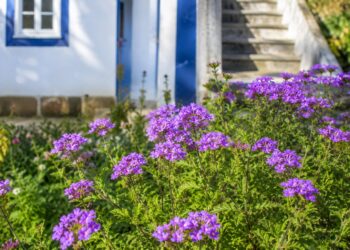 Plantas que adoram o sol: as melhores escolhas para o seu jardim e varanda no Verão