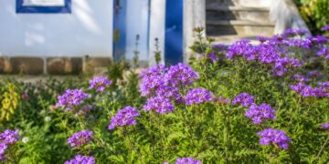 Plantas que adoram o sol: as melhores escolhas para o seu jardim e varanda no Verão