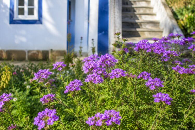 Plantas que adoram o sol: as melhores escolhas para o seu jardim e varanda no Verão