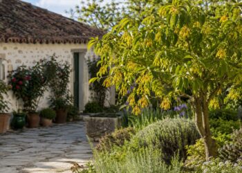 Ylang-ylang: a árvore aromática que transforma o jardim em poucos anos