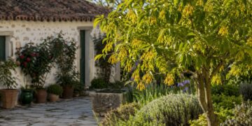 Ylang-ylang: a árvore aromática que transforma o jardim em poucos anos