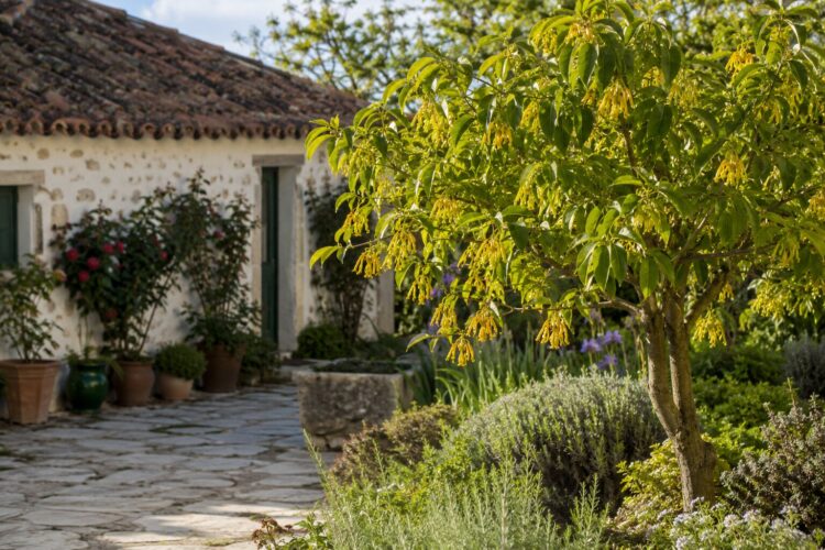 Ylang-ylang: a árvore aromática que transforma o jardim em poucos anos