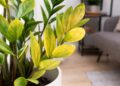 Folhas amarelas nas plantas: o que estão realmente a tentar dizer-lhe