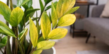 Folhas amarelas nas plantas: o que estão realmente a tentar dizer-lhe