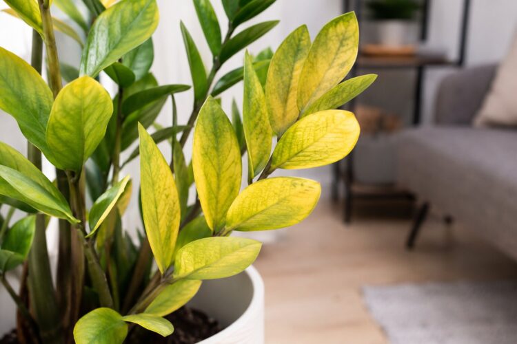 Folhas amarelas nas plantas: o que estão realmente a tentar dizer-lhe