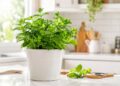 Plantas que afastam moscas: as melhores opções para a cozinha e para o jardim