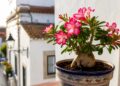 6 plantas resistentes ao sol pleno para cultivar em vaso com pouco esforço