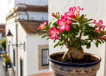 6 plantas resistentes ao sol pleno para cultivar em vaso com pouco esforço