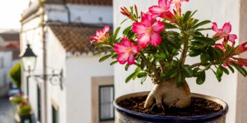 6 plantas resistentes ao sol pleno para cultivar em vaso com pouco esforço