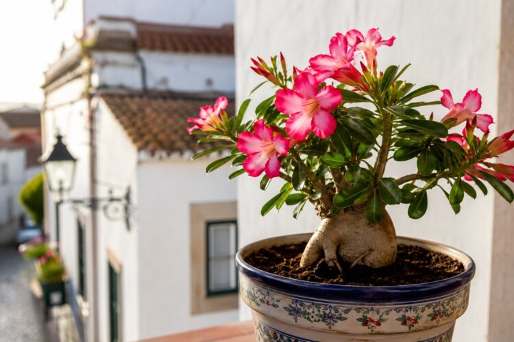 6 plantas resistentes ao sol pleno para cultivar em vaso com pouco esforço