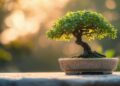 Bonsai: a arte milenar de cultivar árvores em miniatura (e como dar os primeiros passos)