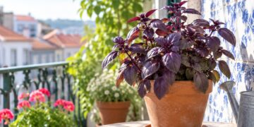 Manjericão roxo: a planta aromática que afasta mosquitos e transforma a varanda num jardim de borboletas