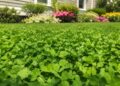 Adeus ao relvado tradicional: alternativas sustentáveis que transformam o jardim