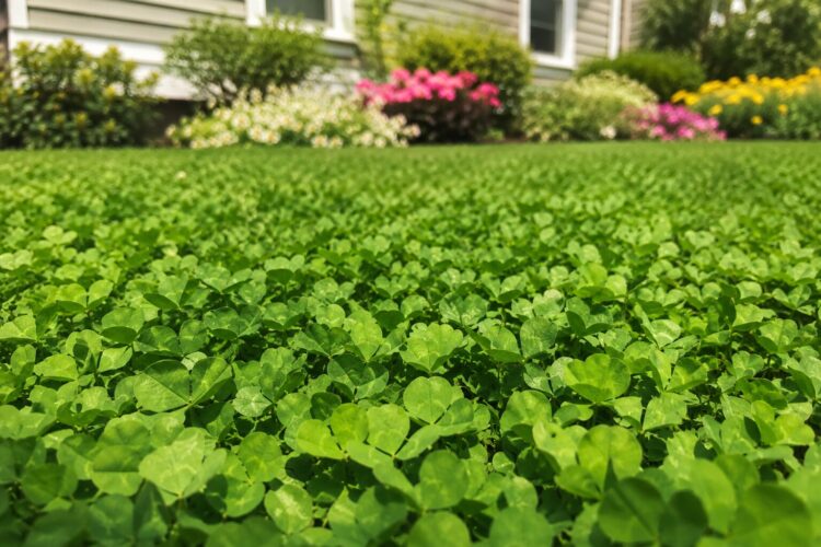 Adeus ao relvado tradicional: alternativas sustentáveis que transformam o jardim
