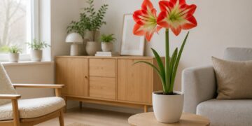 Amarílis: aprenda a cuidar desta flor repleta de beleza e elegância