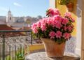 Azáleas: a planta exuberante que está a conquistar jardins e varandas portuguesas