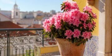 Azáleas: a planta exuberante que está a conquistar jardins e varandas portuguesas