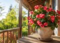 Begónias: o guia completo para plantar e cuidar desta flor colorida em casa ou no jardim