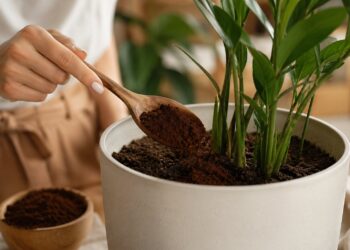 Borras de café no jardim: o segredo sustentável que as suas plantas vão adorar