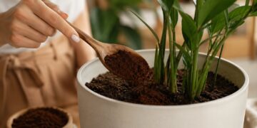 Borras de café no jardim: o segredo sustentável que as suas plantas vão adorar