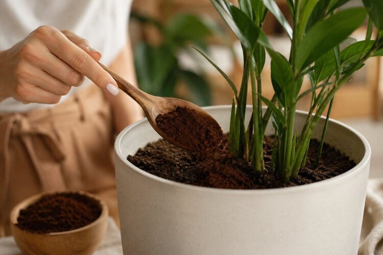 Borras de café no jardim: o segredo sustentável que as suas plantas vão adorar